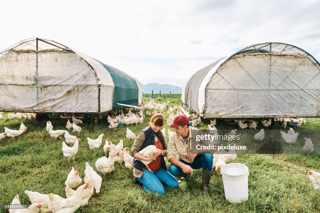 Farming Animals And Lifestyle Of A Happy Loving And Carefree Couple Feeding  Chickens On Their Sustainable Organic Poultry Farm Husband And Wife Caring  For Livestock In The Rural Countryside High-Res Stock Photo -