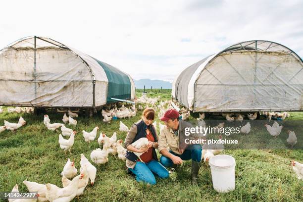 farming, animals and lifestyle of a happy, loving and carefree couple feeding chickens on their sustainable organic poultry farm. husband and wife caring for livestock in the rural countryside - livestock stock pictures, royalty-free photos & images