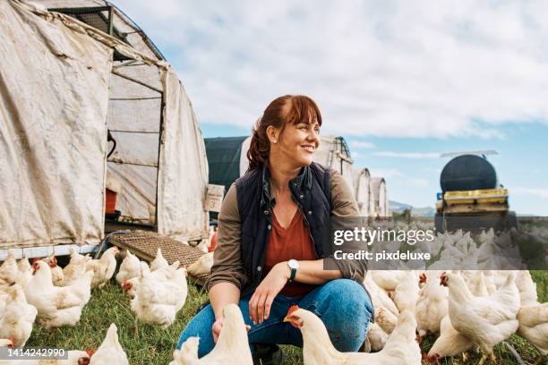 organic and sustainable female poultry farmer feeding chickens outdoors in the countryside on a cloudy day. a happy and caring woman or agriculture expert breeding birds on free range farmland - female chick stock pictures, royalty-free photos & images