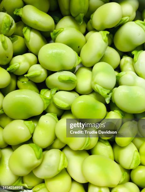 broad beans - pferdebohne stock-fotos und bilder