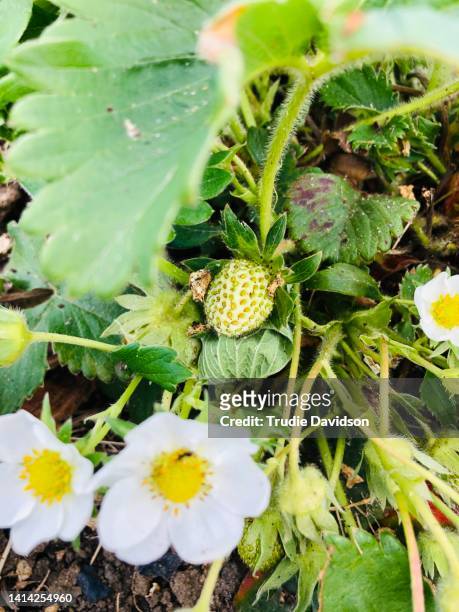 strawberry flowers - strawberry blossom stock pictures, royalty-free photos & images