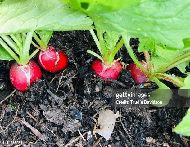 radish - radijs stockfoto's en -beelden