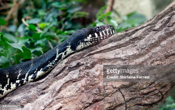 Boelen's Python at Chester Zoo on August 11, 2022 in Chester, England.