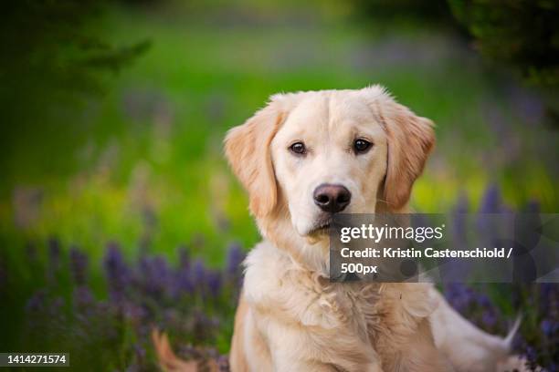 portrait of golden retriever sitting on field - golden retriever stock pictures, royalty-free photos & images