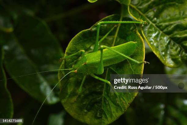 close-up of insect on leaf,sneath ln trail,united states,usa - katydid stock pictures, royalty-free photos & images