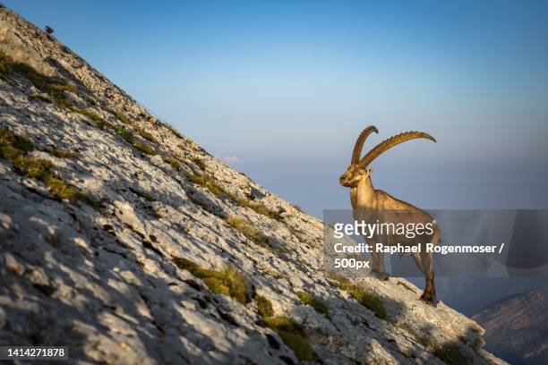capricorn on the sntis swiss alps - swiss ibex stock pictures, royalty-free photos & images