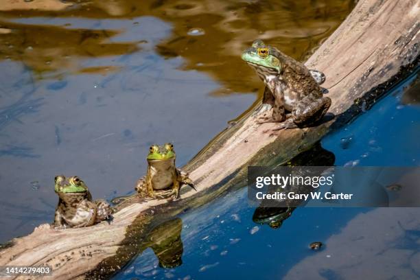 True Frogs Example 878 True Frog Stock Photos, High-Res Pictures, and Images - Getty Images