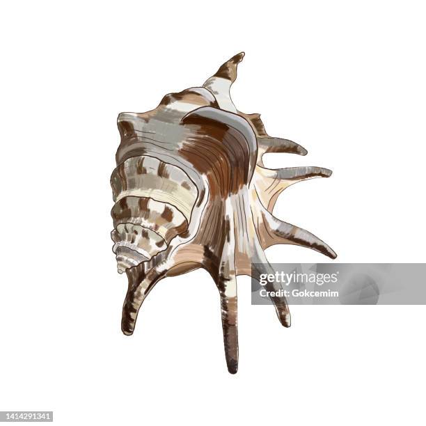 677 Conch Shell Drawing Stock Photos, High-Res Pictures, and Images ...