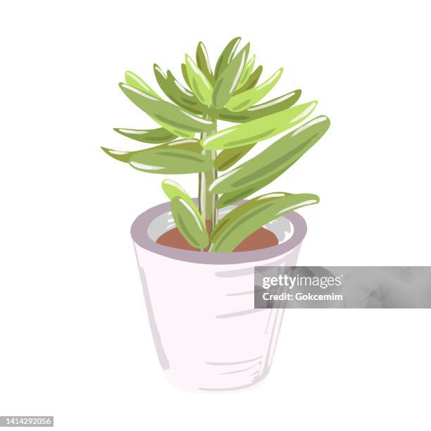 hand painted green succulent plant in pot isolated. natural abstract pattern, clip art, design element. tropical design element, summer concept. - echeveria stock illustrations