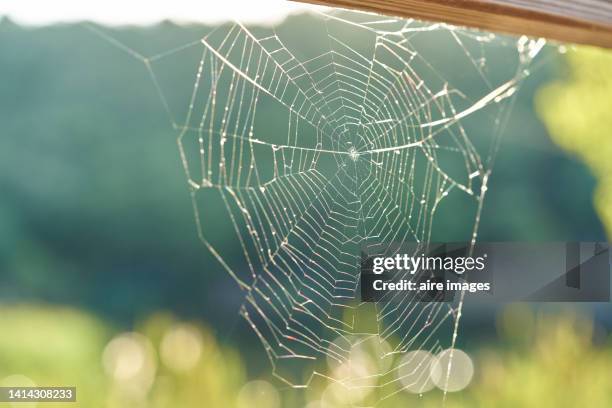 close up of a single open spider web with sunrise dew drops and a completely out of focus background - spider silk fotografías e imágenes de stock