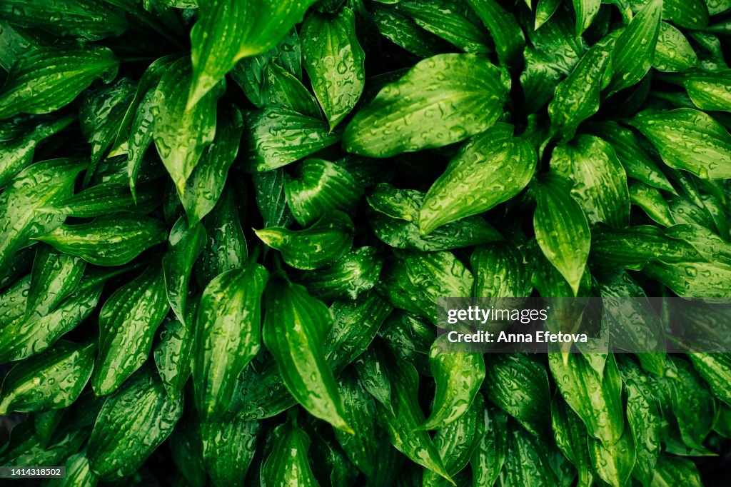 Many green leaves with dew drops. Hosta lancifolia after rain. Beautiful backdrop for your design. Photography from above