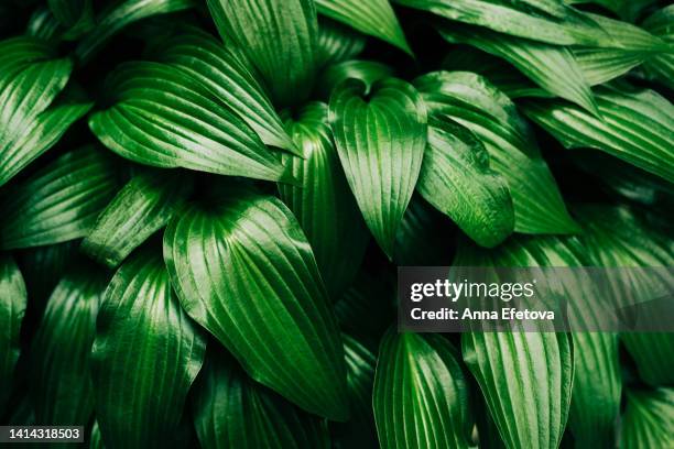 many textured hosta lancifolia green leaves. beautiful backdrop for your design. photography from above - lancifolia stock pictures, royalty-free photos & images