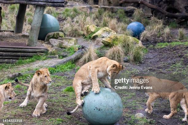 Lion cubs play with balance balls during their first birthday celebration at Taronga Zoo on August 12, 2022 in Sydney, Australia. Taronga Zoo's five...