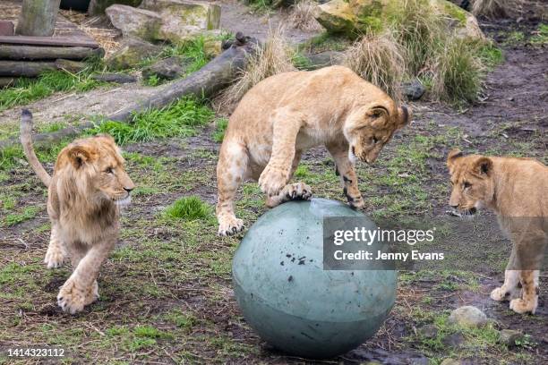 Lion cubs play with balance balls during their first birthday celebration at Taronga Zoo on August 12, 2022 in Sydney, Australia. Taronga Zoo's five...