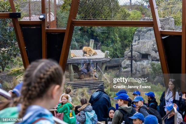 School children view the lions at Taronga Zoo on August 12, 2022 in Sydney, Australia. Taronga Zoo's five lion cubs - Khari, Luzuko, Malika, Zuri and...