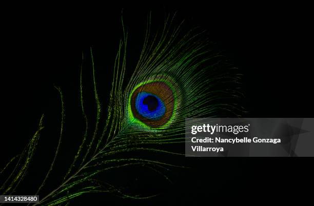 close up of details of vibrant coloured peacock feather - saturated color stock pictures, royalty-free photos & images