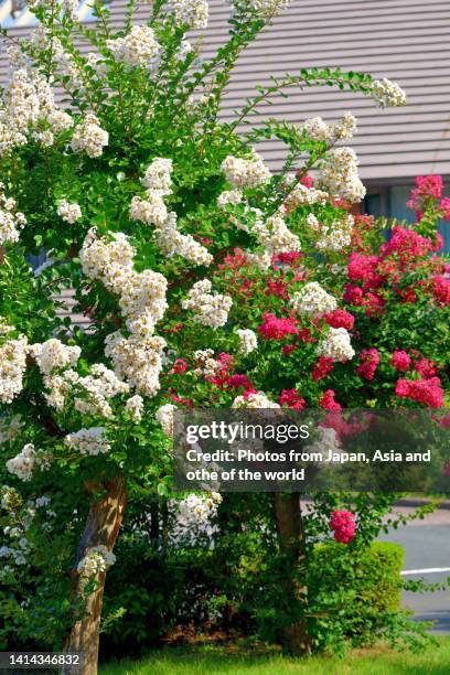 japanese crape myrtle flower / lagerstroemia indica - crape myrtle stock-fotos und bilder