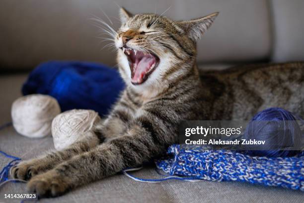 a domestic cat lies on a knitted product or a woolen sweater with its eyes closed and sleeps. the kitten was playing with a ball of yarn and fell asleep at home on the couch, yawning, mouth wide open. the concept of favorite animals, their adoption. - funeral planning stock pictures, royalty-free photos & images