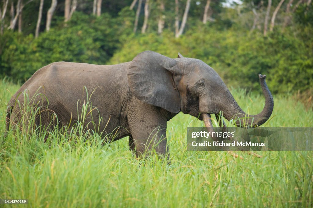 Forest elephant