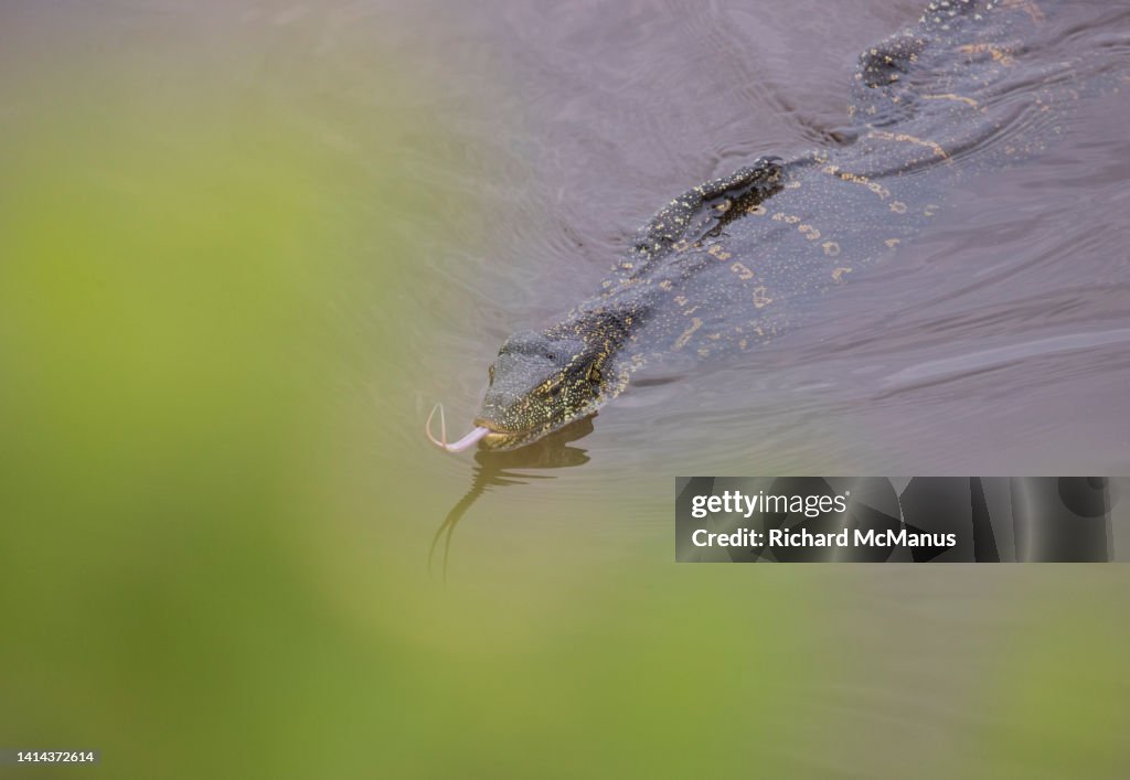 Ornate water monitor lizard