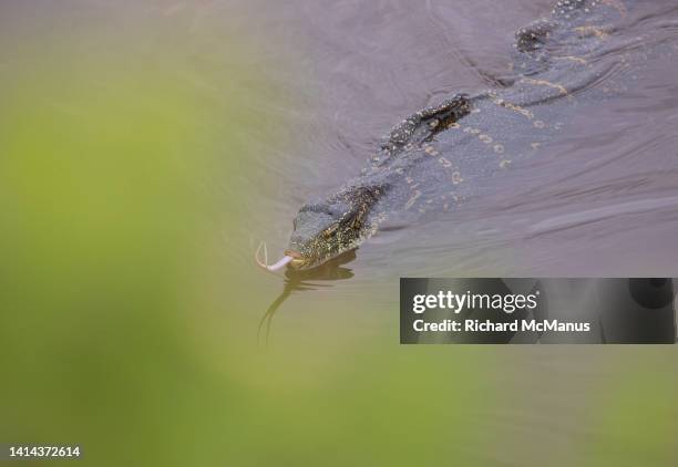 Ornate Water Monitor Lizard High-Res Stock Photo