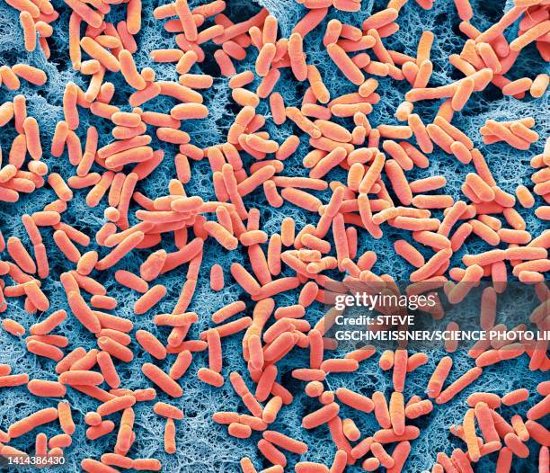 e coli, sem - escherichia coli stock-fotos und bilder