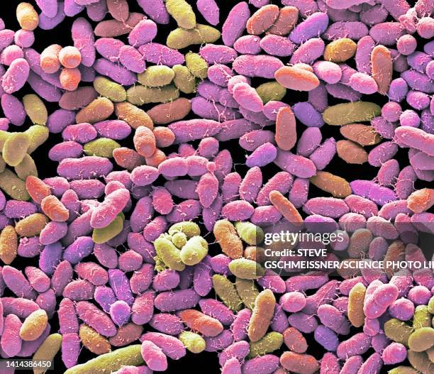 faecal bacteria, sem - bacillus subtilis stockfoto's en -beelden