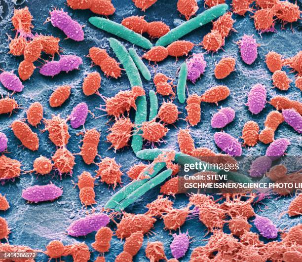 faecal bacteria, sem - bacillus subtilis stockfoto's en -beelden