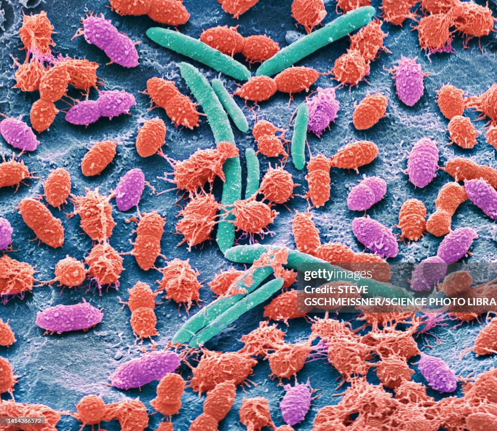 Faecal bacteria, sem