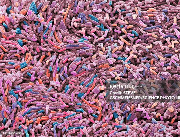 ecoli bacteria, sem - 大腸菌 ストックフォトと画像