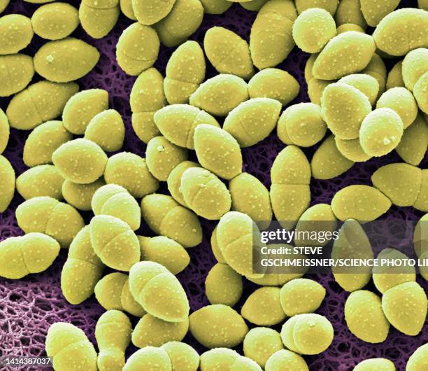 kefir bacteria, sem - micrografía electrónica escaneadora fotografías e imágenes de stock