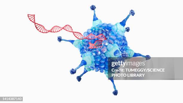 adenovirus with dna, illustration - adenovirus stock-fotos und bilder