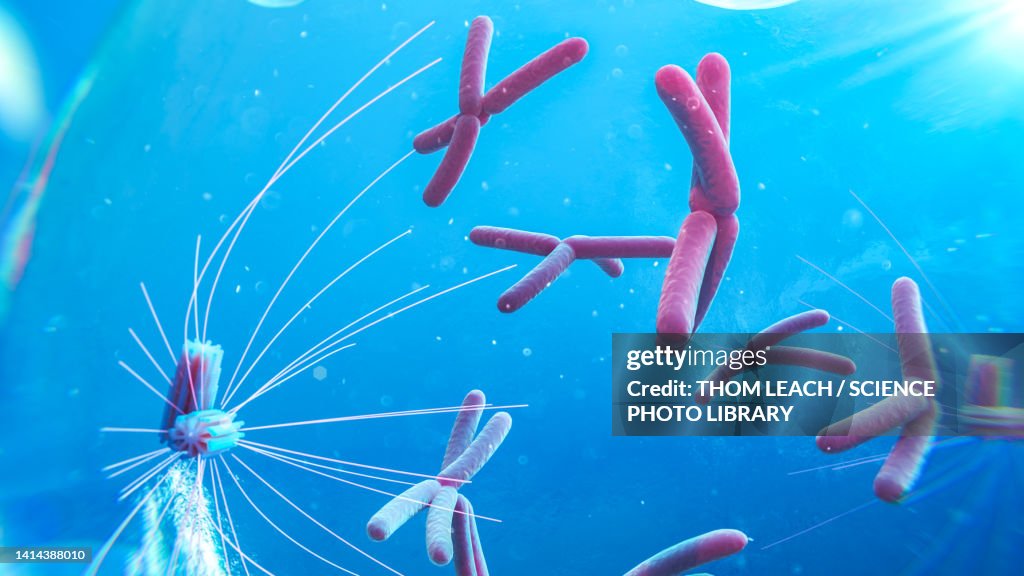 Close up of prophase cell prophase, illustration