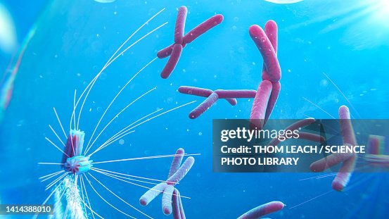 Close Up Of Prophase Cell Prophase Illustration High-Res Vector Graphic ...