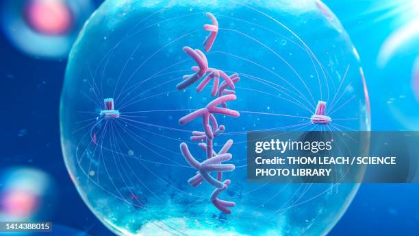 metaphase cell, illustration - chromosome stock illustrations