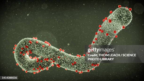 marburg virus, illustration - virology stock illustrations