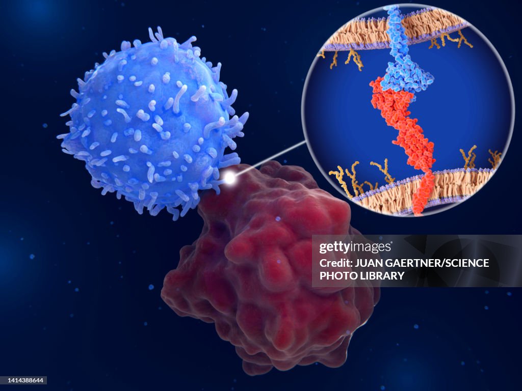 Immune checkpoint, illustration