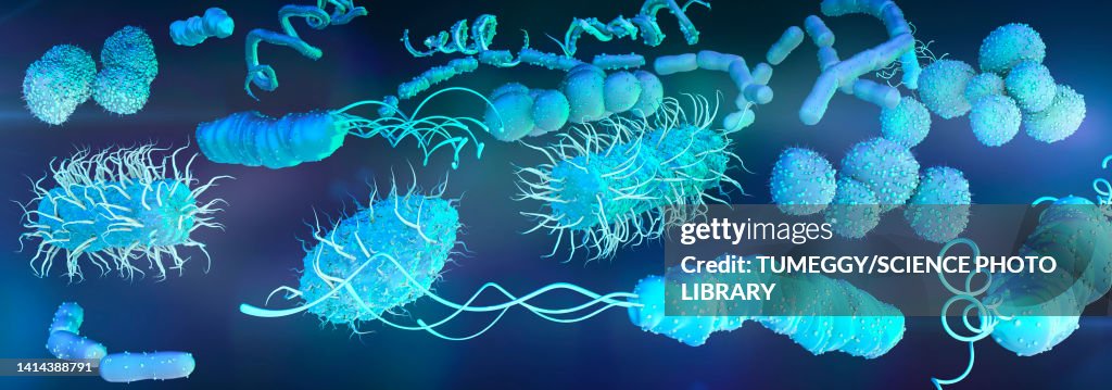 Bacteria, illustration