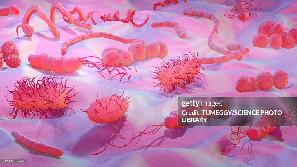 Bacteria, illustration