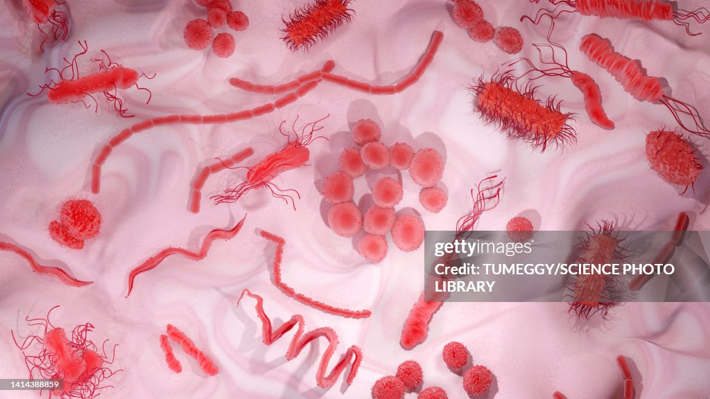 Bacteria, illustration