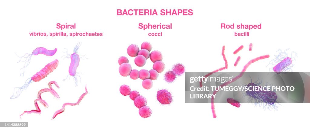 Different types of bacterial shapes, illustration