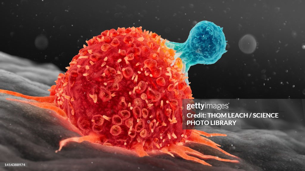 T cell attacking cancer cell, illustration