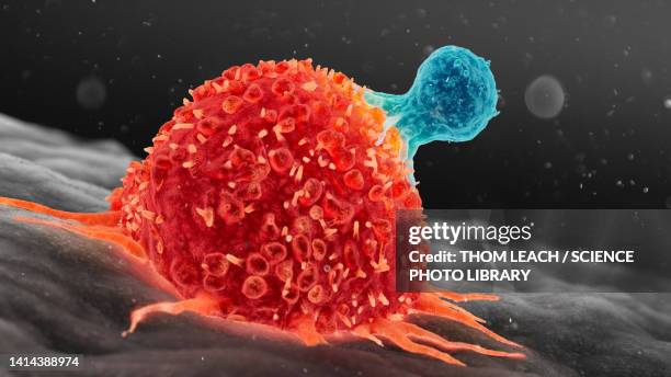 illustrations, cliparts, dessins animés et icônes de t cell attacking cancer cell, illustration - tumeur