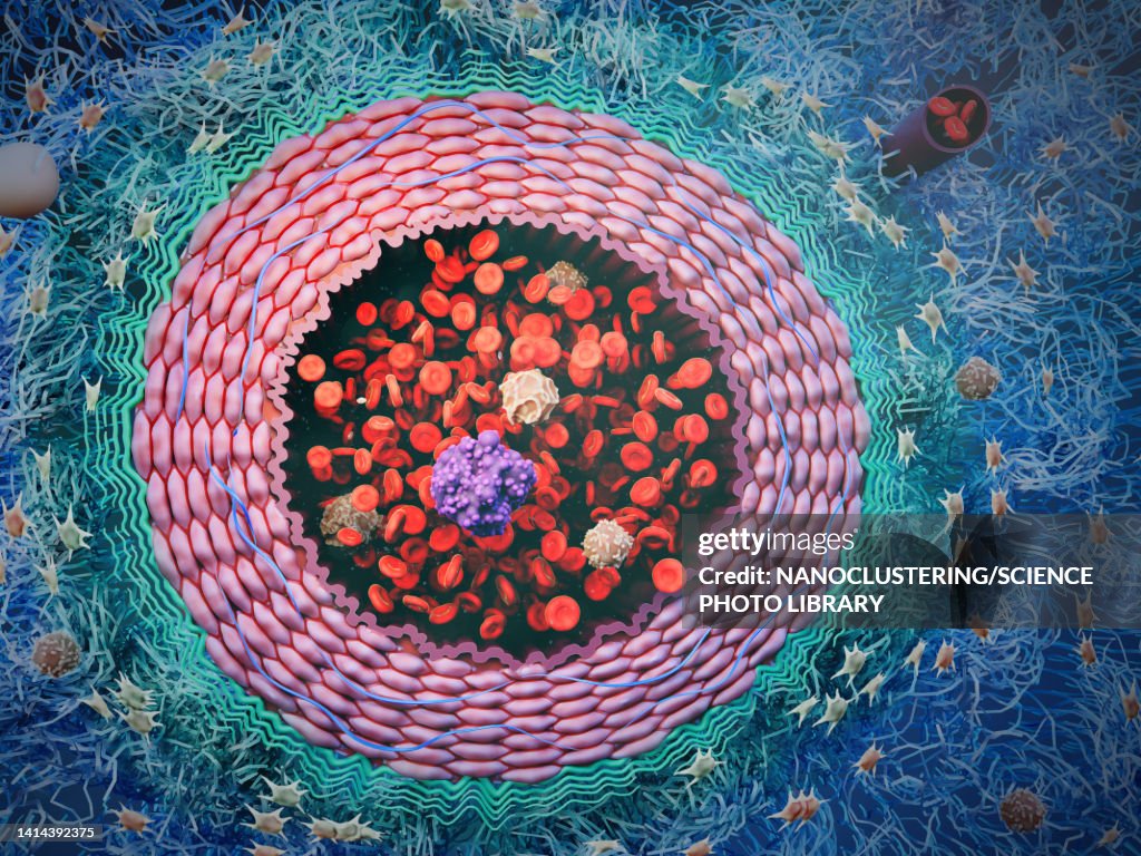 Artery with blood cells and CTC, illustration