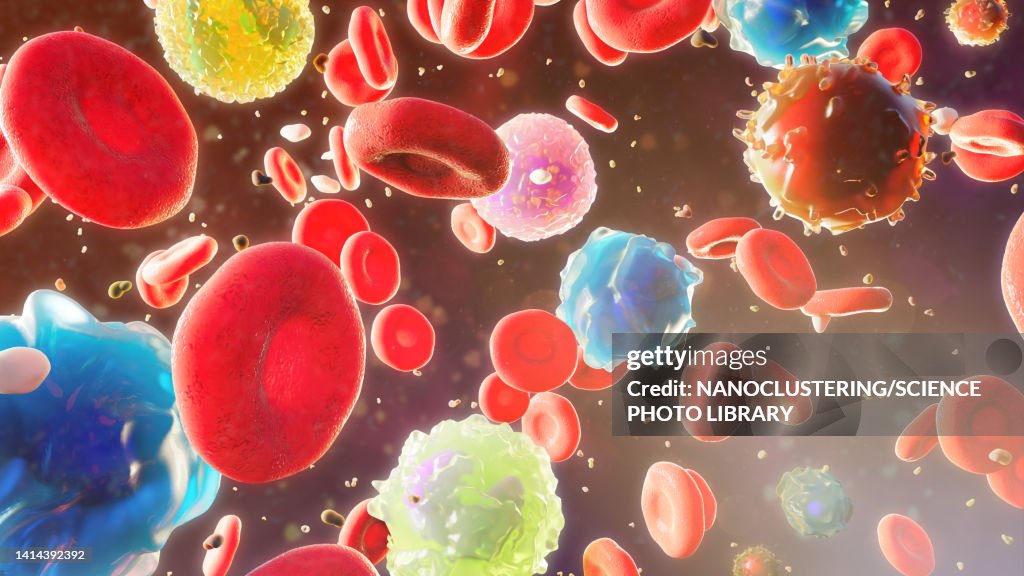 Blood cells in solution, illustration