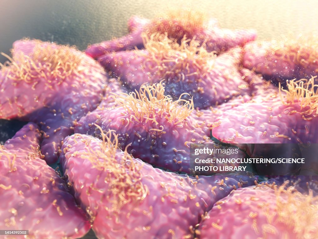 HeLa cells, illustration