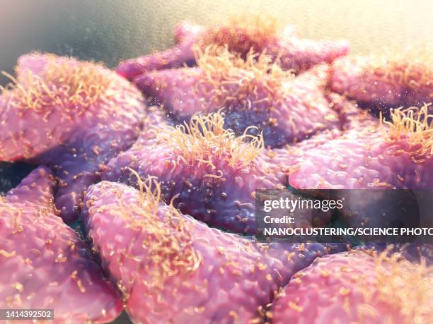 hela cells, illustration - hela cells stock illustrations