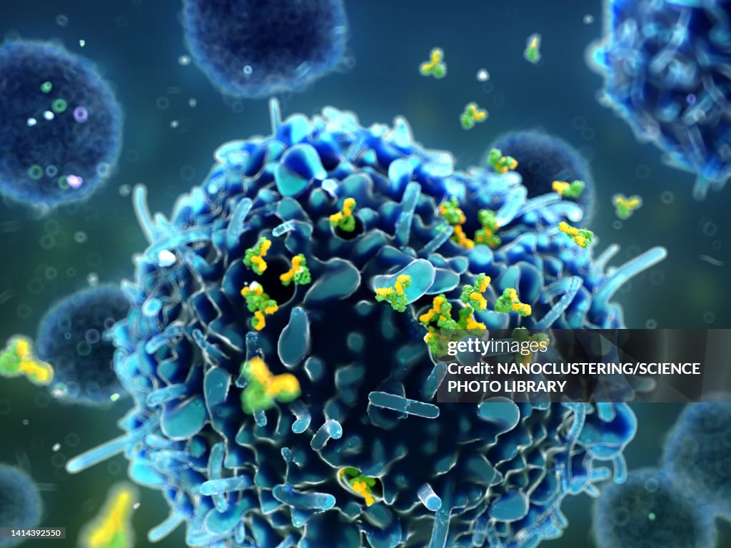 Plasma cell releasing IgG antibodies, illustration