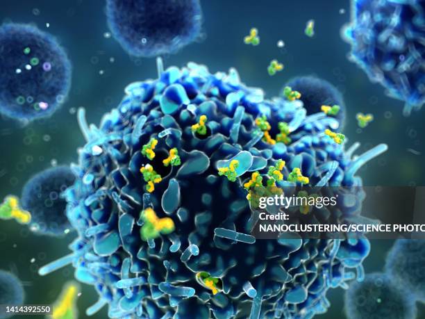 plasma cell releasing igg antibodies, illustration - plasma b cell stock illustrations