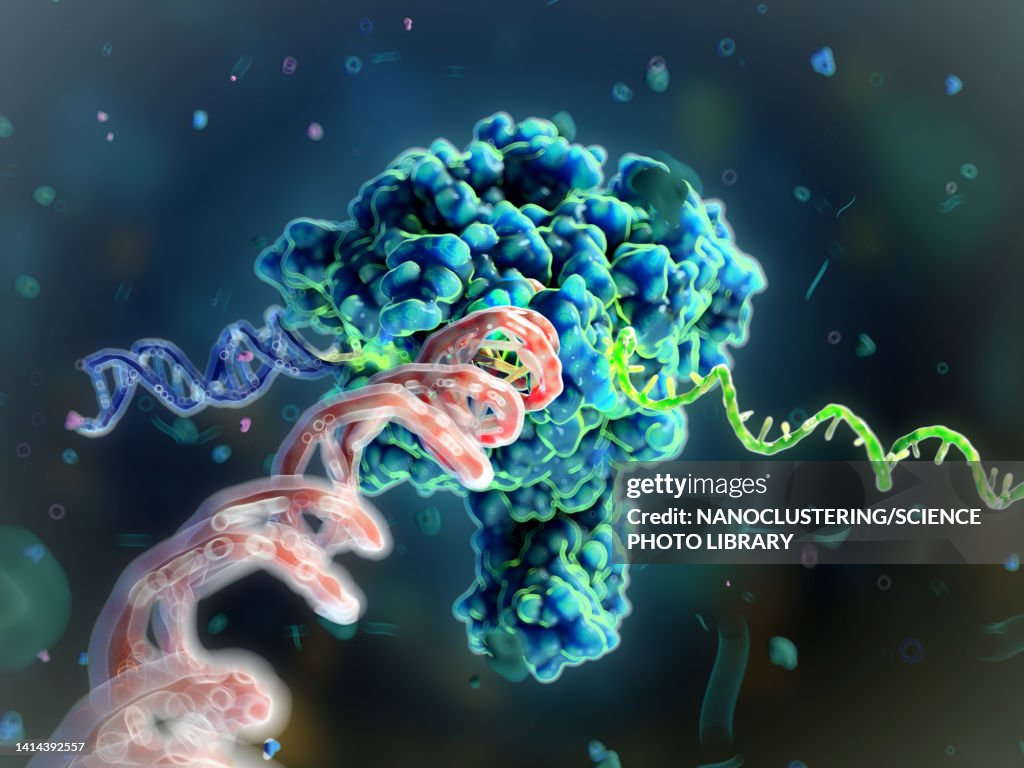RNA polymerase II transcribing DNA to mRNA, illustration